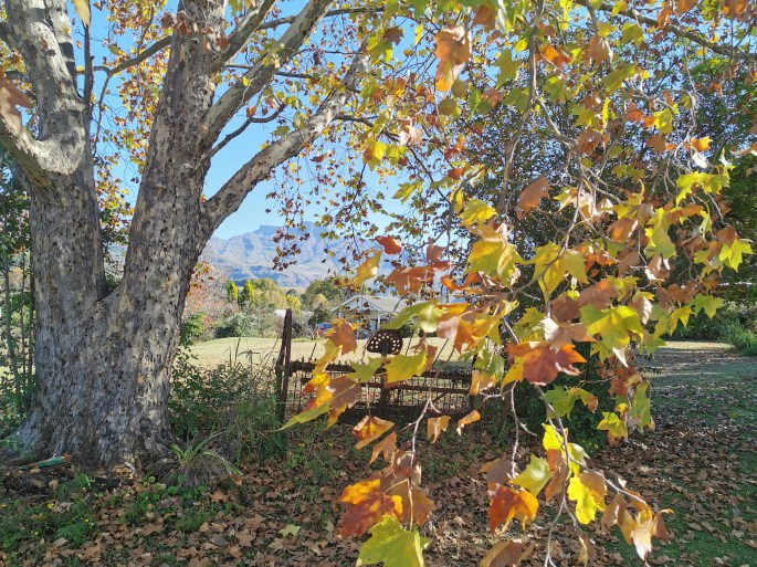 Autumn at Swallowfield Rondavels